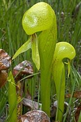 darlingtonia thumbnail graphic